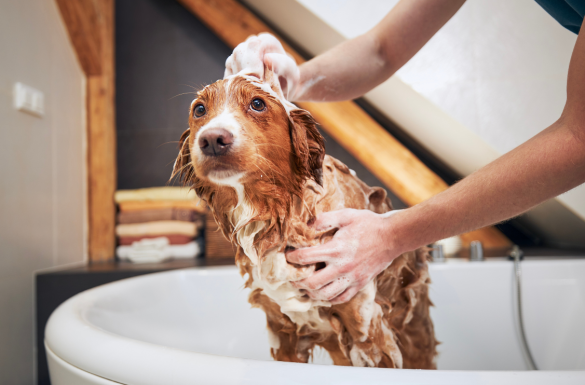 BATH TIME WORRIES TAMING COMMON PET GROOMING FEARS